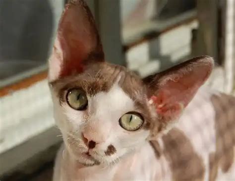 devon si rex|devon rex life expectancy.